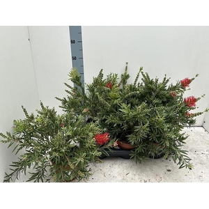 CALLISTEMON CITRINUS