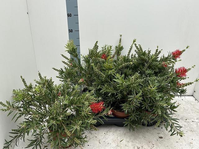 <h4>CALLISTEMON CITRINUS</h4>