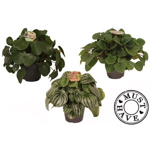 Peperomia mix 17 cm 'Must Have'