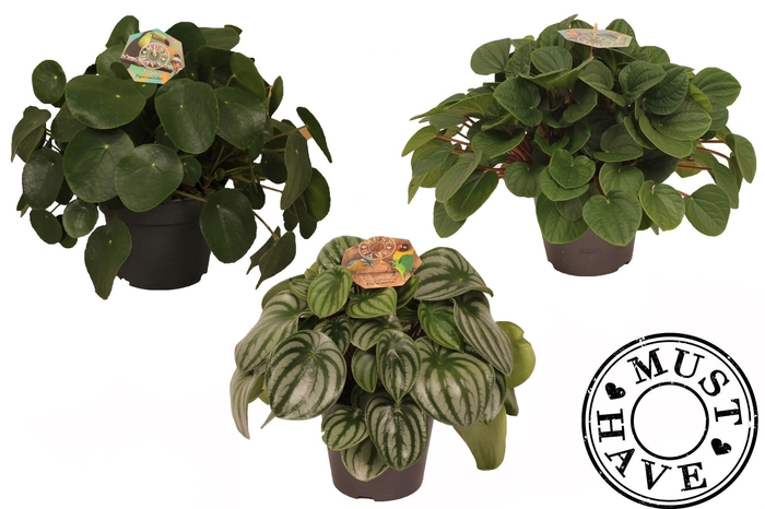 <h4>Peperomia mix 17 cm 'Must Have'</h4>