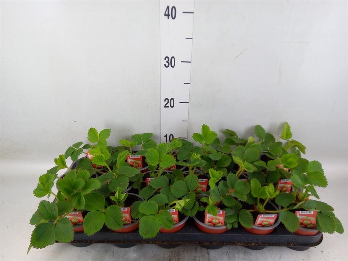 <h4>Fragaria   ...</h4>