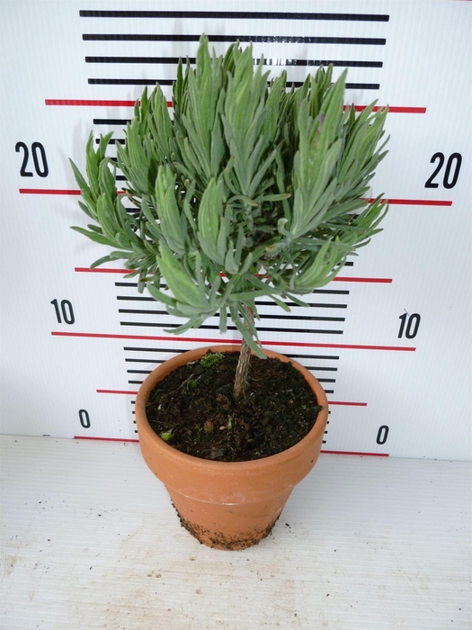 <h4>Lavandula angus.</h4>