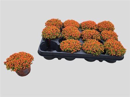 <h4>Nert Gr Astrid</h4>