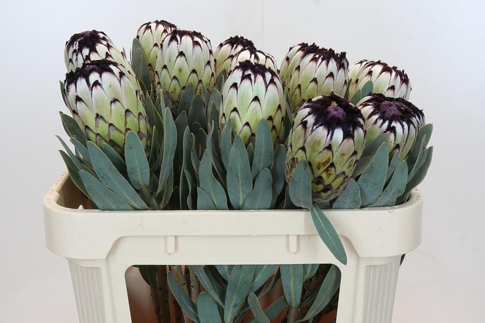 <h4>Protea Niobe</h4>