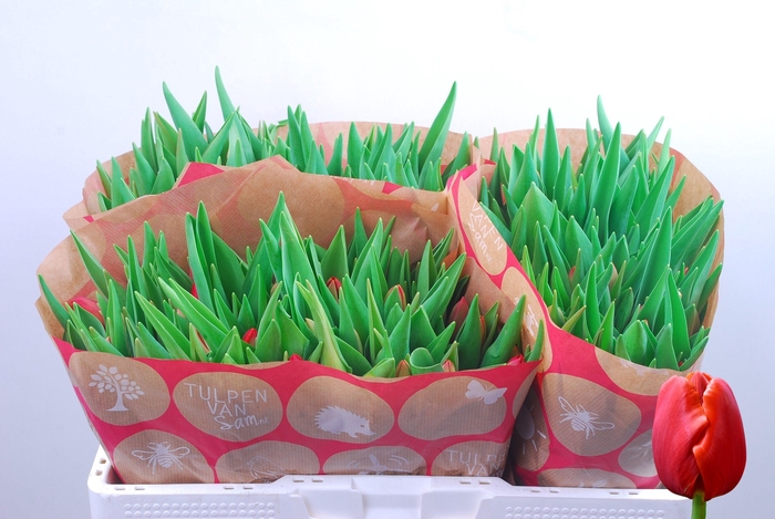 <h4>TU EN RESCUE</h4>