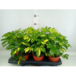 Schefflera arbor. 'Gerda'