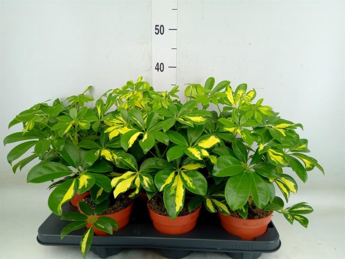 <h4>Schefflera arbor. 'Gerda'</h4>