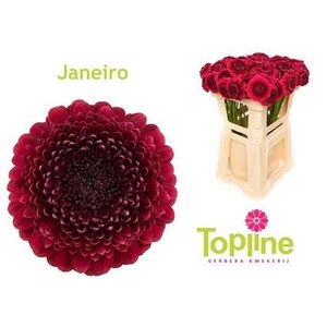 Ge Mb Bolero Janeiro 08 CM,(NL),(20)