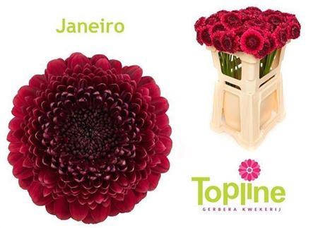 <h4>Ge Mb Bolero Janeiro 08 CM,(NL),(20)</h4>