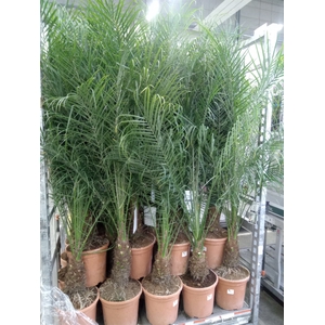 Phoenix roebelenii