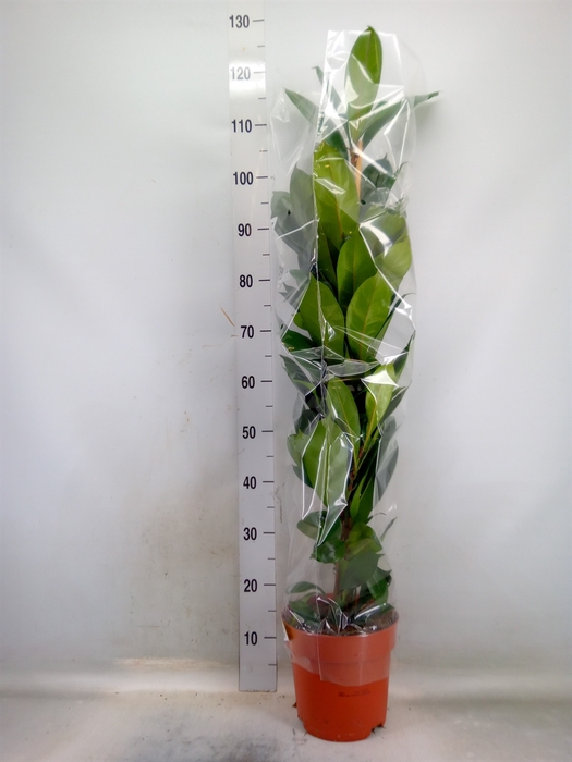 <h4>Ficus cyathistipula</h4>
