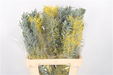 <h4>Acacia Luna D'argento Flower Per Bunch</h4>