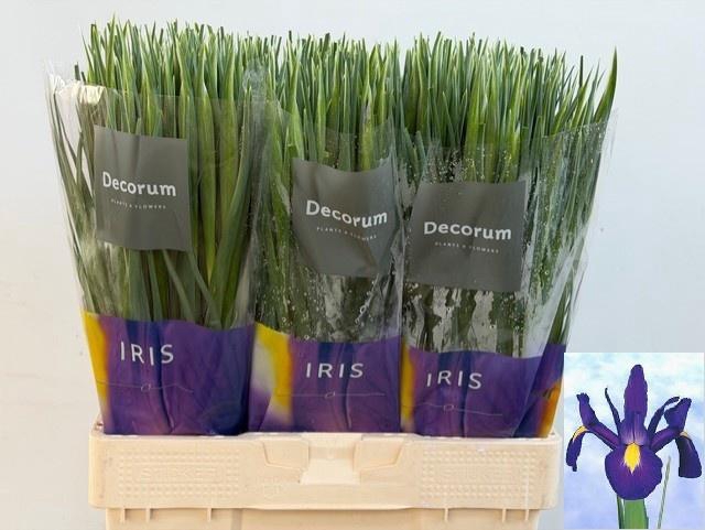 <h4>IRIS BLUE MAGIC</h4>