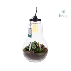 Glas Terrarium XXL met verlichting met Groene Planten