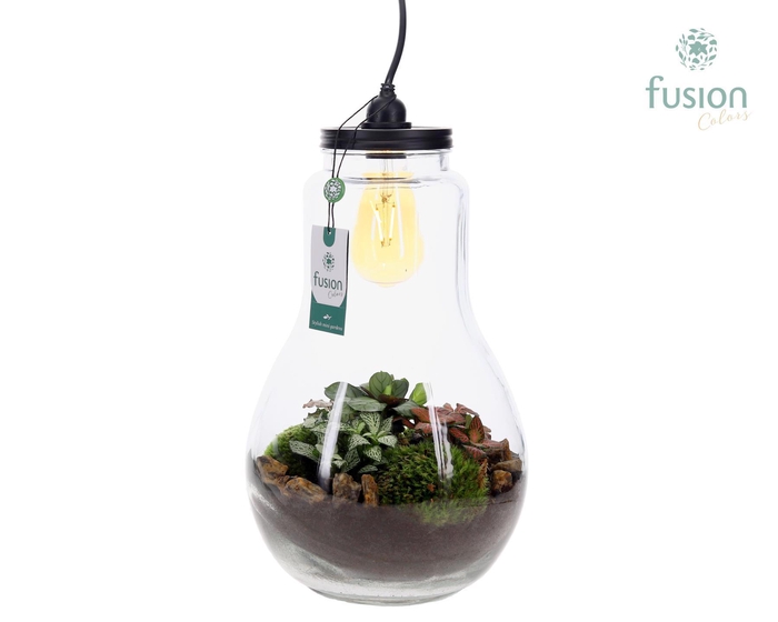 <h4>Glas Terrarium XXL met verlichting met Groene Planten</h4>