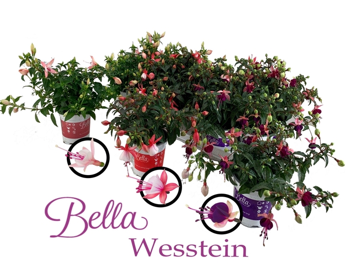 <h4>FUCHSIA B F GEM</h4>