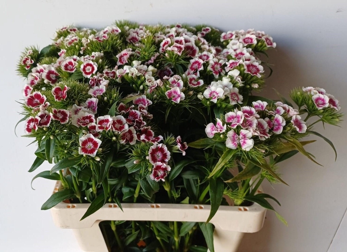 <h4>DI BARB B ROOD WIT</h4>