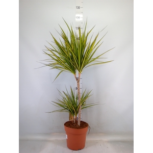 Dracaena marg. 'Sunray'