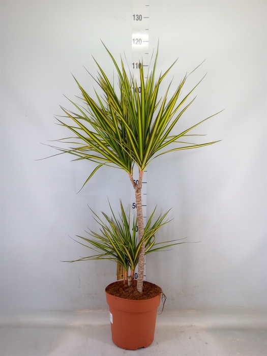 <h4>Dracaena marg. 'Sunray'</h4>