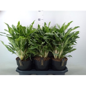 Aglaonema  'Greyhound'