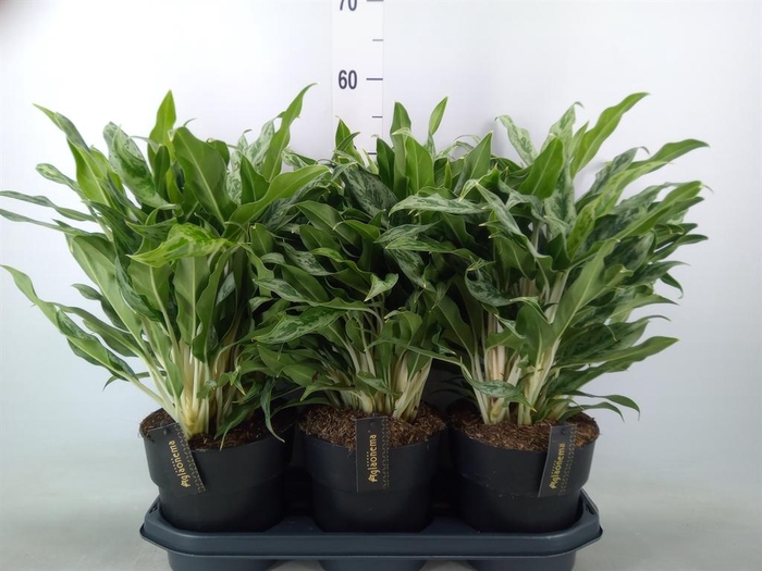 <h4>Aglaonema  'Greyhound'</h4>