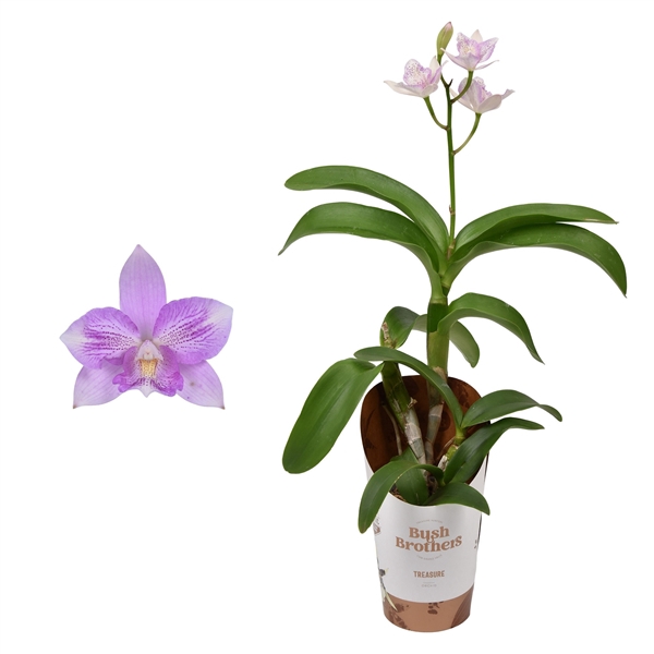 <h4>Laelia Cattleya 9 cm</h4>