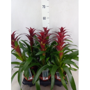 Guzmania  'Nextara'