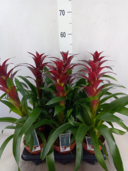 <h4>Guzmania  'Nextara'</h4>