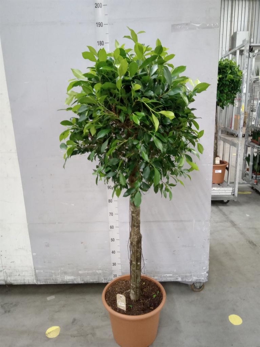 <h4>Ficus   ...</h4>