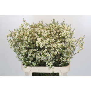 Chamelaucium Ivory Pearl