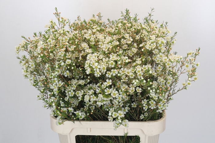 Chamelaucium Ivory Pearl