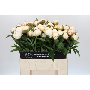 Paeonia Mary E. Nicholls