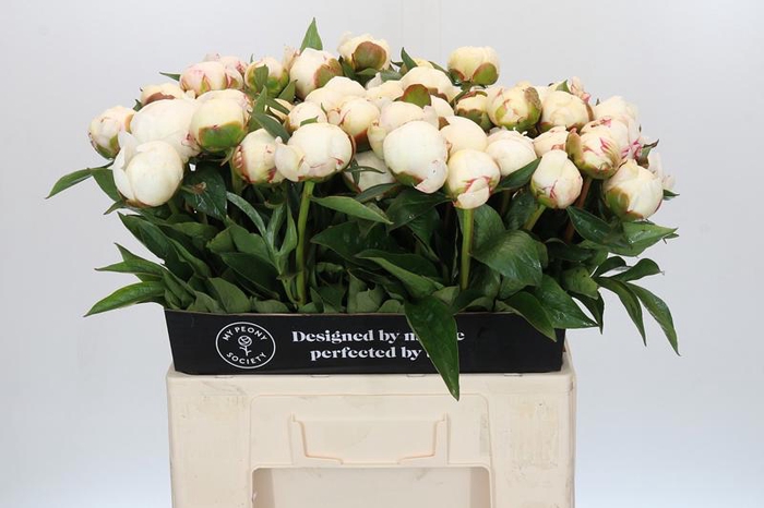 Paeonia Mary E. Nicholls