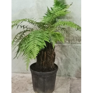 dicksonia antartica