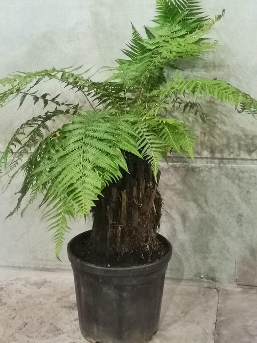 <h4>dicksonia antartica</h4>