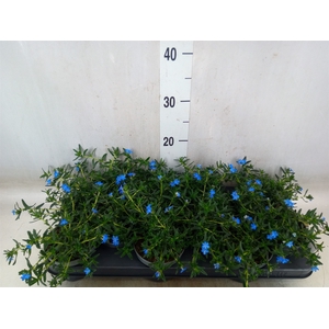 Glandora diffusa