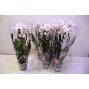 arr8 Phal El Cascade