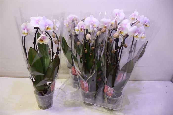 <h4>arr8 Phal El Cascade</h4>