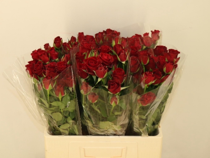 <h4>R TR IN LOVE</h4>