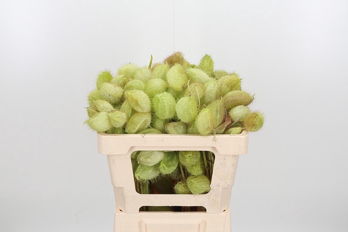 <h4>Asclepia Moby Dick</h4>