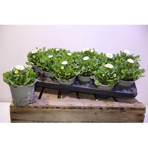 Bellis P Kl Bel Whit