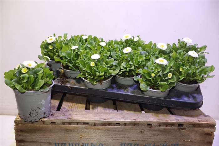 <h4>Bellis P Kl Bel Whit</h4>