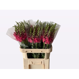 ANTIR AVIGNON ROSE