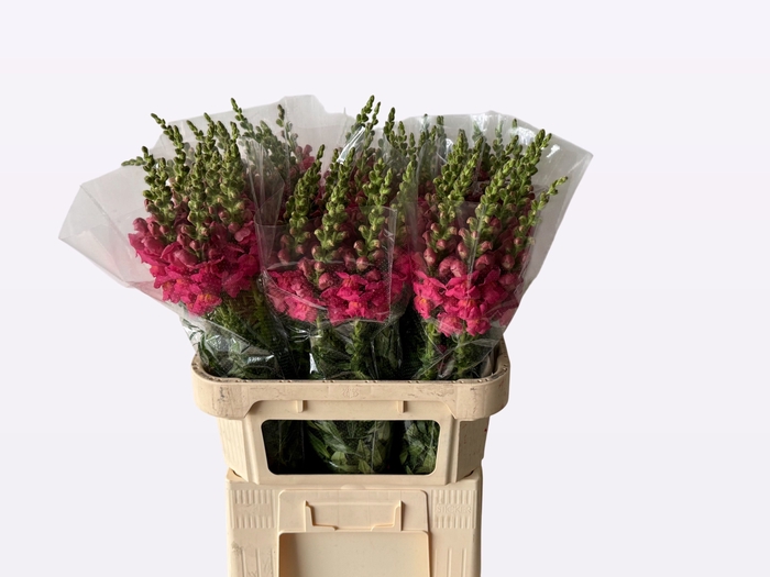 <h4>ANTIR AVIGNON ROSE</h4>