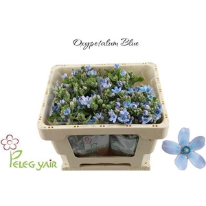 OXY CO TAN PURE BLU