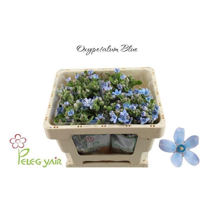 <h4>Oxy Co Tan Pure Blu</h4>