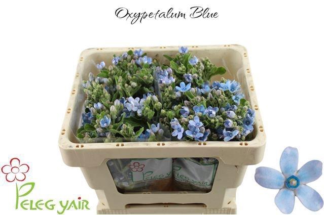 <h4>OXY CO TAN PURE BLU</h4>