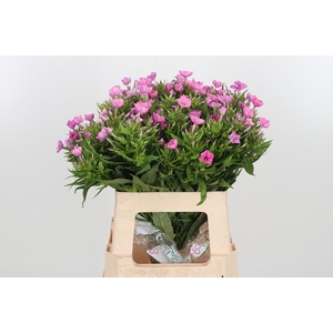 Phlox P Lollipink