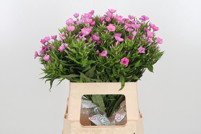 <h4>Phlox P Lollipink</h4>