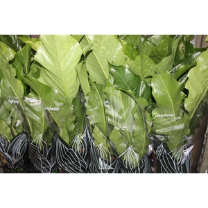 ANTHURIUM HOOKERI P19